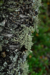 _SRE5382 / Evernia mesomorpha / Gryntjafs