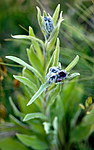 _SRE6924 / Cynoglossum officinale / Hundetunge