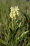 _SRE7057 / Dactylorhiza sambucina / Søstermarihand