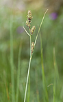 _SRE7664 / Carex hartmanii / Hartmansstarr