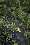 _SRE7719 / Ligustrum vulgare / Liguster