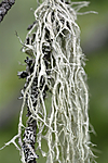 _SRE8060 / Evernia divaricata / Mjuktjafs