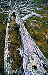 bb025 / Pinus sylvestris / Furu