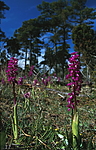 bb062 / Orchis mascula / Vårmarihand