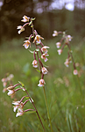 bb065 / Epipactis palustris / Myrflangre