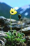 bb087 / Papaver radicatum / Islandsvalmue <br /> Papaver radicatum groevudalense