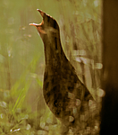 bb140 / Crex crex / åkerrikse