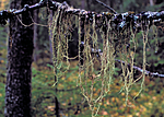bb183 / Evernia divaricata / Mjuktjafs <br /> Picea abies / Gran