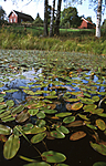 bb232 / Potamogeton natans / Tjernaks
