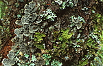bb287 / Lobaria pulmonaria / Lungenever <br /> Lobaria scrobiculata / Skrubbenever