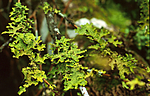 bb300 / Lobaria pulmonaria / Lungenever