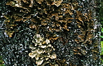 bb307 / Lobaria pulmonaria / Lungenever <br /> Lobaria scrobiculata / Skrubbenever