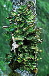 bb335 / Lobaria pulmonaria / Lungenever
