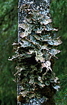 bb336 / Lobaria pulmonaria / Lungenever