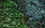 bb345 / Lobaria virens / Kystnever <br /> Pannaria rubiginosa / Kystfiltlav