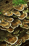 bb348 / Trametes versicolor / Silkekjuke