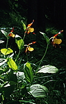 bb352 / Cypripedium calceolus / Marisko