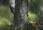 bb373 / Picoides tridactylus / Tretåspett