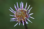bb424 / Erigeron borealis / Fjellbakkestjerne