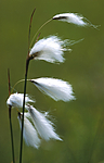 bb431 / Eriophorum latifolium / Breimyrull