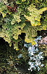 bb459 / Lobaria pulmonaria / Lungenever