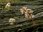 bb527 / Saxifraga cotyledon / Bergfrue