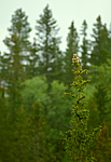 bb557 / Picea abies / Gran <br /> Surnia ulula / Haukugle