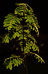 bb584 / Sorbus aucuparia / Rogn