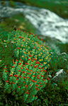bb587 / Rhodiola rosea / Rosenrot
