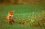 bb593 / Vulpes vulpes / Rødrev