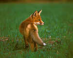 bb594 / Vulpes vulpes / Rødrev