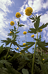 bb608 / Trollius europaeus / Ballblom