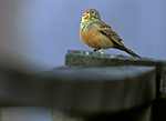 bb633 / Emberiza hortulana / Hortulan