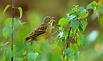 bb634 / Emberiza hortulana / Hortulan