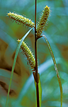 bb643 / Carex rhynchophysa / Blærestarr
