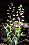 bb649 / Cephalanthera longifolia / Hvit skogfrue