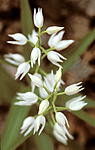 bb651 / Cephalanthera longifolia / Hvit skogfrue