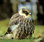 bb656 / Falco subbuteo / Lerkefalk