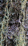 bb666 / Alectoria sarmentosa / Gubbeskjegg