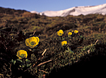 bb679 / Ranunculus sulphureus / Polarsoleie