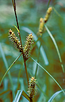 bb708 / Carex rhynchophysa / Blærestarr
