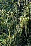 huldrestry / Usnea longissima / Huldrestry