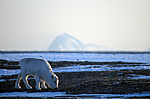 svalbard994 / Rangifer tarandus platyrhynchus / Svalbardrein