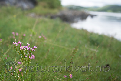 $R6WLKLF / Centaurium littorale / Tusengylden