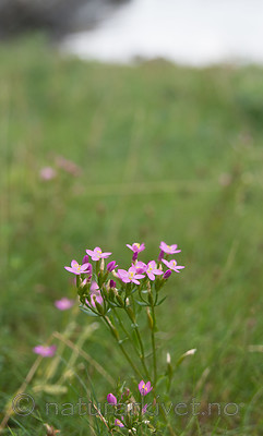 $RA1A4Z3 / Centaurium littorale / Tusengylden