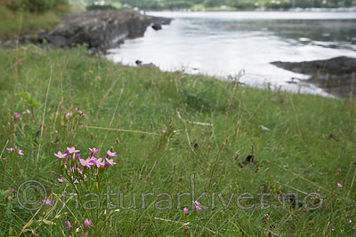 $RD29600 / Centaurium littorale / Tusengylden