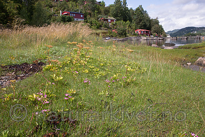 $RWJOC82 / Centaurium littorale / Tusengylden <br /> Centaurium pulchellum / Dverggylden