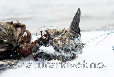 BB_20160104_0025 / Uria aalge / Lomvi