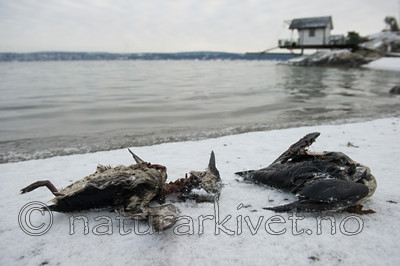 BB_20160104_0040 / Uria aalge / Lomvi