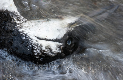 BB_20160104_0121 / Uria aalge / Lomvi